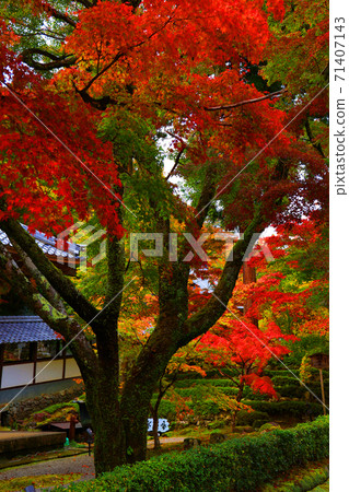 滋賀縣東近江市本源寺和秋葉的景色（2020）四季，四個季節，秋天[11月] 71407143