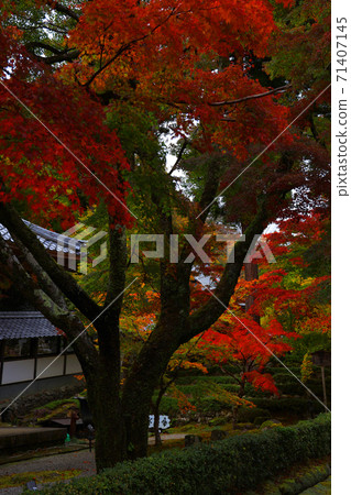 滋賀縣東近江市本源寺和秋葉的景色（2020）四季，四個季節，秋天[11月] 71407145