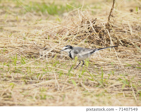 Black-backed Wagtail (White Wagtail) Black-backed Wagtail (White Wagtail) 71407549