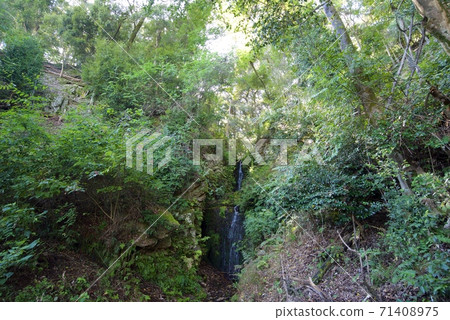 Reikame落在京都西京區松尾大社的神社 Reikame落在京都西京區松尾大社的神社 71408975