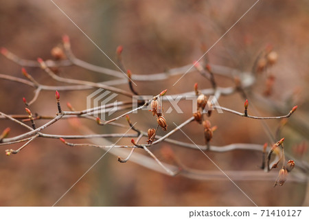 Winter buds and fruits of Benidoudan Winter buds and fruits of Benidoudan 71410127