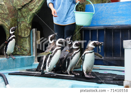 企鵝餵養 71410558