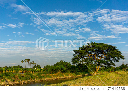 rain tree or Minosoideae with blue sky on field rain tree or Minosoideae with blue sky on field 71410588