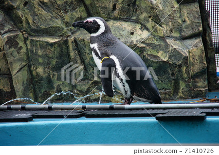 Aquarium penguin Aquarium penguin 71410726