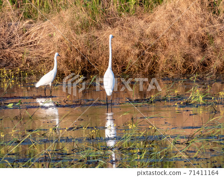 Egrets foraging on the fields Egrets foraging on the fields 71411164