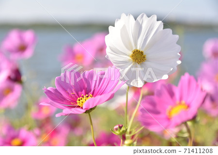 秋天的櫻花依sn 71411208