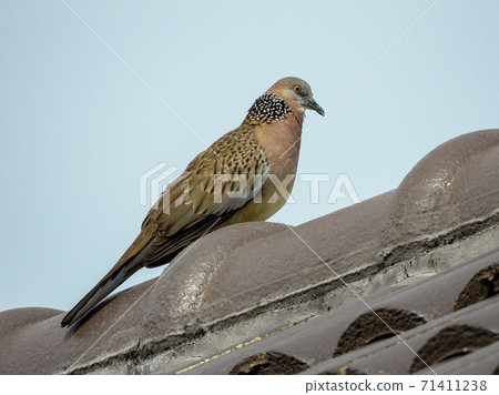 The spotted dove or (spilopelia chinensis) or mountain dove or pearl-necked dove or lace-necked dove or spotted turtle-dove on the roof The spotted dove or (spilopelia chinensis) or mountain dove or pearl-necked dove or lace-necked dove or spotted turtle-dove on the roof 71411238