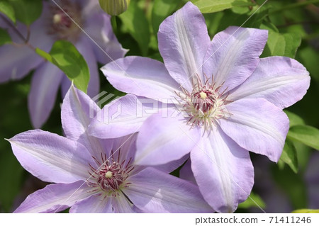 特森的花朵 71411246