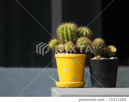 cantus in the pot on fence cantus in the pot on fence 71411268
