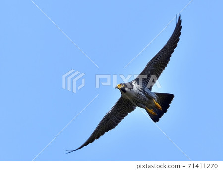 成人Hay鳥平靜地飛翔在藍天下 71411270