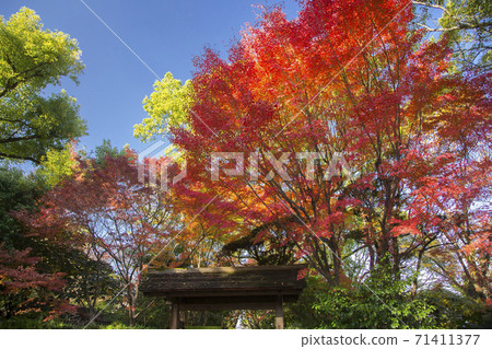 Hosokawa Penitentiary House Kiyutei Autumn Leaves Hosokawa Penitentiary House Kiyutei Autumn Leaves 71411377