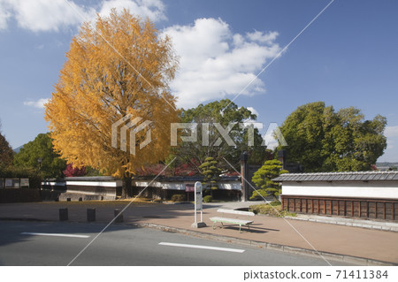 Ginkgo near Hosokawa Yukibe's residence 71411384