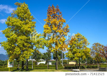 Shinshu Nagano City, Nagano Prefecture Autumn Leaves at South Nagano Sports Park Shinshu Nagano City, Nagano Prefecture Autumn Leaves at South Nagano Sports Park 71411523