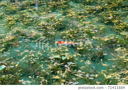 Monke池塘沒有池塘莫奈 71411884