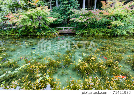 Nameless pond Monet's pond panoramic view 71411983