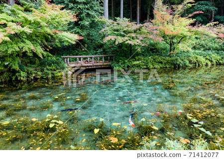 Nameless pond Monet's pond panoramic view 71412077