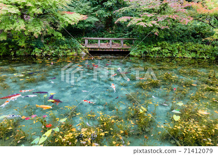 Nameless pond Monet's pond panoramic view Nameless pond Monet's pond panoramic view 71412079