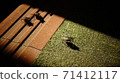 Stink bugs that move forward together 71412117