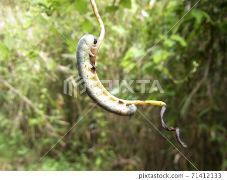 Caterpillar caterpillar akebi combo sawfly Caterpillar caterpillar akebi combo sawfly 71412133