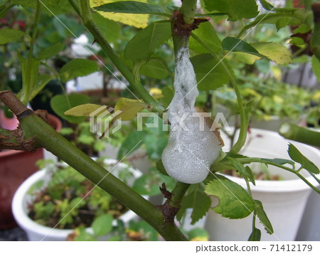 Awafukimushi 71412179