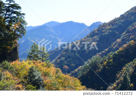 Umenoki Todoroki Park Autumn leaves of suspension bridge 71412272