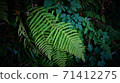 Fern plants 71412275