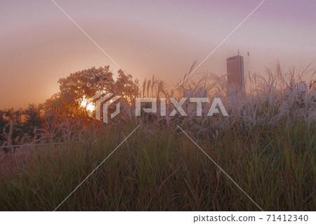 A warm sunset behind the reeds found in Nodeul Island 71412340