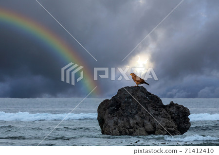 Misago和彩虹在一個岩石的地方休息 71412410