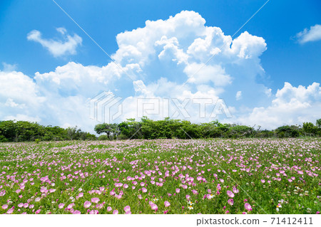 Evening primrose blooming park and cumulonimbus clouds 71412411