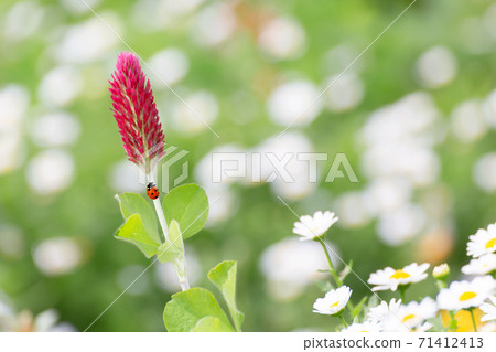 花場的瓢蟲 71412413