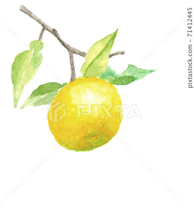 柚子與葉子變成一棵樹白色背景與副本空間[水彩] 71412445