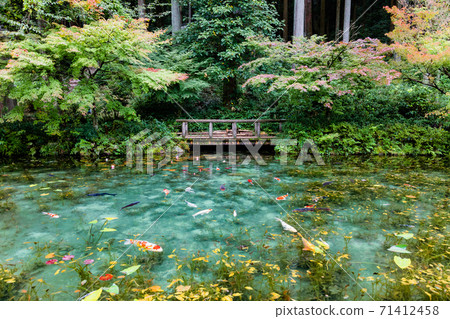 Nameless pond Monet's pond panoramic view 71412458