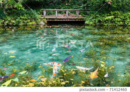 無名池塘莫奈的池塘全景 71412460