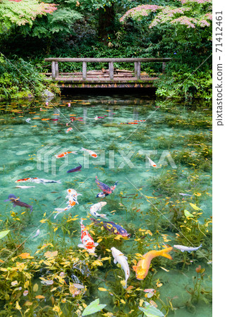 Nameless pond Monet's pond panoramic view 71412461
