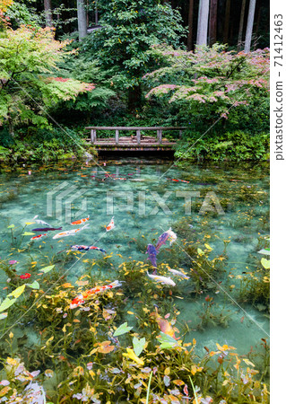 Nameless pond Monet's pond Koi 71412463
