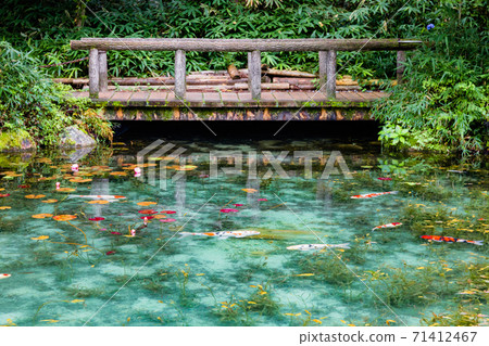 Nameless pond Monet's pond Koi 71412467