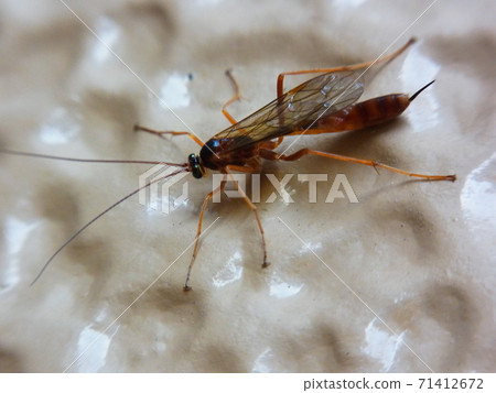 Hira shikibi 71412672