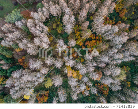 Aerial view green, orange and red autumn forest, with bark beatle infected dead trees different colors germany 71412839