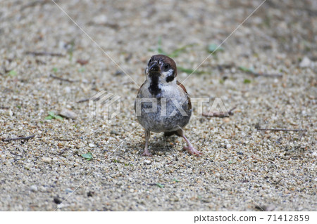 Standing with a sparrow in its beak 71412859