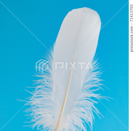 Bird feather white on a blue background 71413705