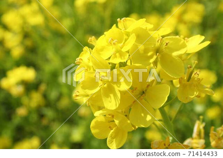 黃色油菜花 黃色油菜花 71414433