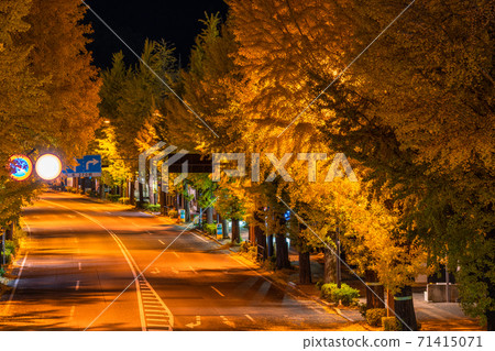 《Tokyo》 A row of ginkgo trees on the Koshu Highway, Hachioji 《Tokyo》 A row of ginkgo trees on the Koshu Highway, Hachioji 71415071