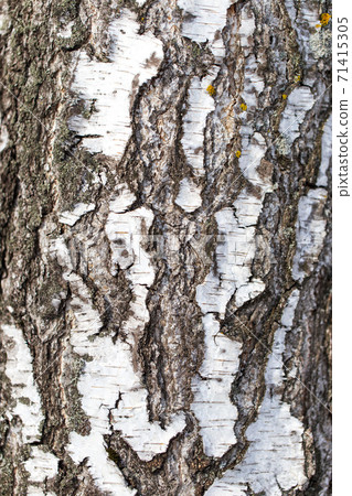 White bark on a birch tree as background 71415305