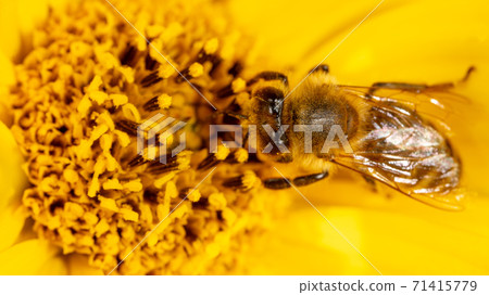 Bee collects honey on a yellow flower Bee collects honey on a yellow flower 71415779