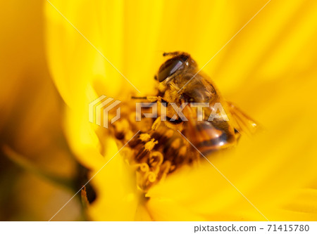 Bee collects honey on a yellow flower Bee collects honey on a yellow flower 71415780