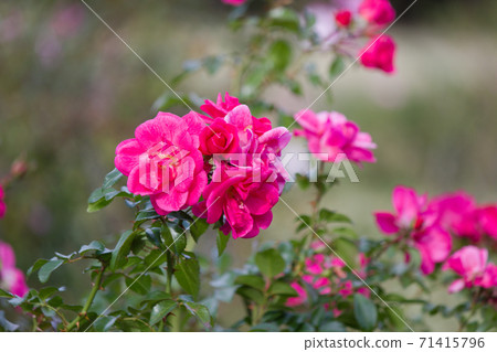 Pink rose flower. Roses blooming in autumn 71415796