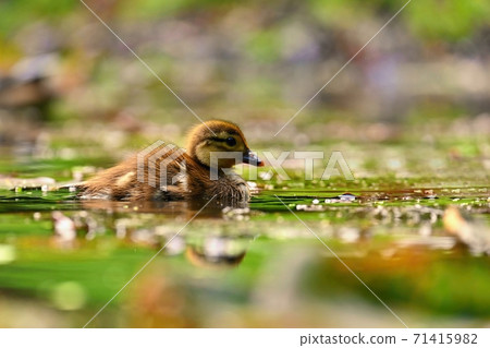 Duckling. Mandarin duckling cub. Beautiful young duck. Duckling. Mandarin duckling cub. Beautiful young duck. 71415982
