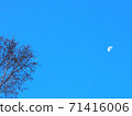 藍藍的天空和月亮中的樹木 71416006