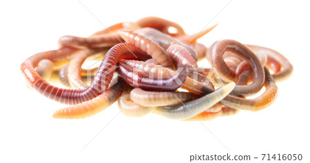 Earthworms isolated on a white Earthworms isolated on a white 71416050