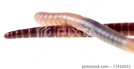 Earthworm isolated on a white background. Earthworm isolated on a white background. 71416051